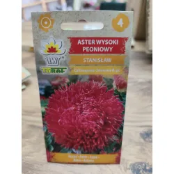 Aster wysoki peoniowy Stanisław Aster wysoki peoniowy Stanisław